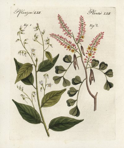 Gummibenjaminbaum, Styrax benzoin und Blauholz, Haematoxylon campechianum. Handkolorierte Kupferstichgravur aus Bertuchs „Bilderbuch für Kinder“, Weimar von Unbekannter Künstler