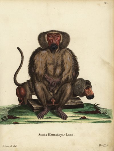 Hamadryas-Pavian, Papio hamadryas. Simia hamadryas Linn. Handkolorierter Kupferstich von Tyroff nach einer Illustration von George Edwards aus Johann Christian Daniel Schreber