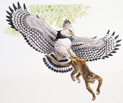 Harpyienadler, Harpia harpyja, fängt einen Kapuzineraffen in seinen Krallen von Unbekannt