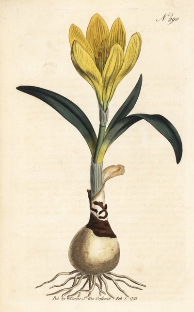 Herbst-Narzisse, Sternbergia lutea (Gelbe Amaryllis, Amaryllis lutea) - Handkolorierter Kupferstich aus William Curtis
