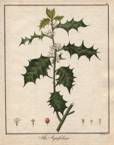 Stechpalme. Farbige Kupferstich, in Botanique Medicinale (veröffentlicht in Berlin, Deutschland) von Unbekannter Künstler
