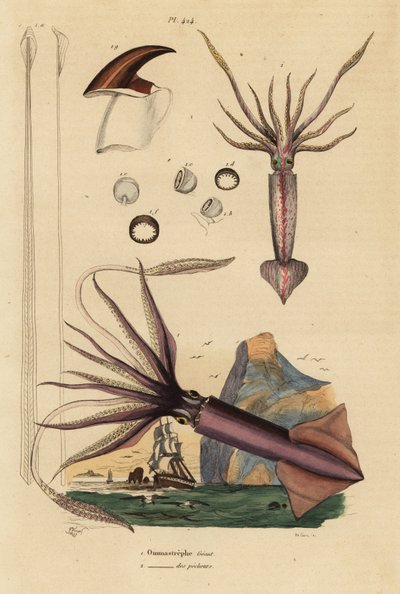 Humboldt-Kalmar, Dosidicus gigas, und Europäischer Fliegender Kalmar, Todarodes sagittatus von Unbekannt