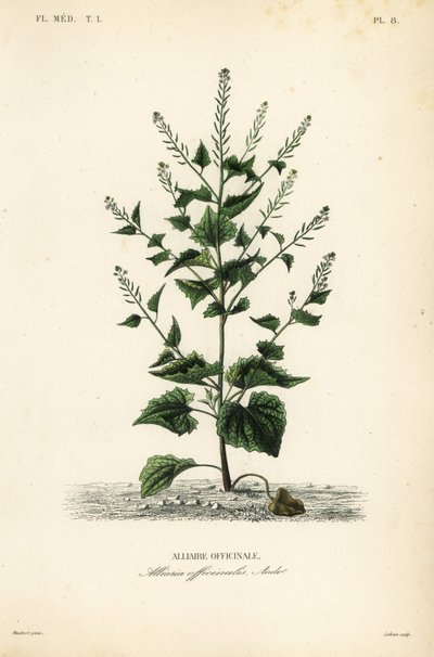 Knoblauchsrauke von Unbekannt