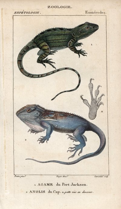 Jacky Lashtail, Port Jackson Agame, Amphibolurus muricatus, und Kap-Zwerggecko, Kap-Anolis, Lygodactylus capensis. Handkolorierte Kupferstichpunktgravur aus Jussieu