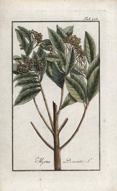 Jamaikapfeffer oder Viergewürz oder Nelkenpfeffer (Pimenta dioica). Lithographie aus „Afbeelding der Artseny-Gewassen“ von Johannes Zorn (1739-1799), Niederlande von Unbekannter Künstler