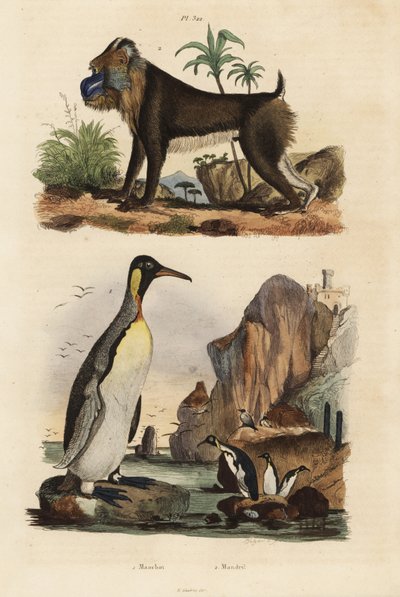 Königspinguin und Mandrill, gefährdet von Unbekannt
