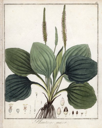 Großer Wegerich oder Wegerich Major (oder Wegerich der Vögel) - Lithographie von F. Guimpel, entnommen aus der medizinischen Botanik von Friedrich Gottlob Haynes (1763-1832), Berlin von Unbekannter Künstler