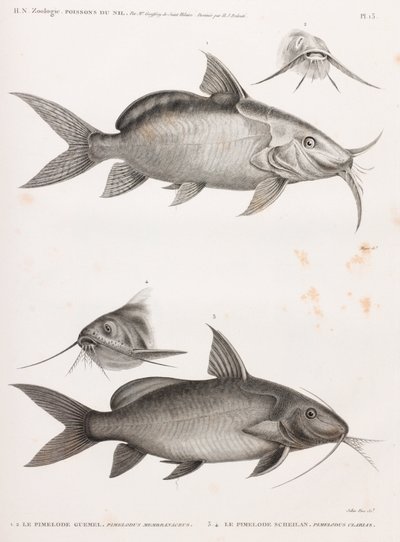 Le Pimedlode Guemel & Le Pimelode Scheilan von Unbekannt