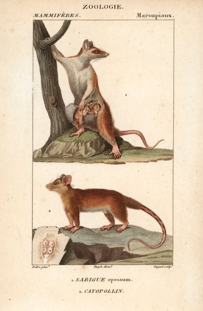 Der Opossum und der Cayopollin von Unbekannter Künstler