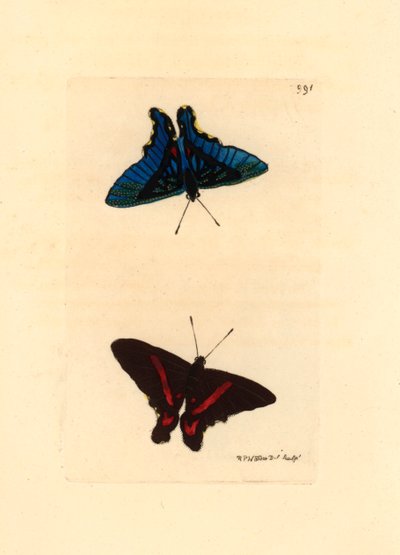 Lepidoptere, Ancyluris meliboeus - Lithographie von Richard Polydore Nodder, veröffentlicht in The Naturalist Miscellany von Unbekannter Künstler