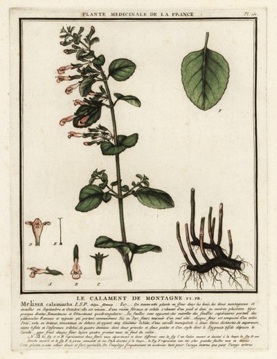 Kleine Bergminze, Clinopodium nepeta von Unbekannter Künstler