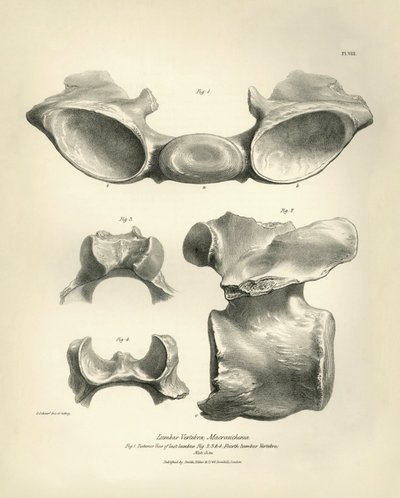 Lendenwirbel von Macrauchenia, einem prähistorischen Tier, gefunden von Charles Darwin während seiner Forschungsreise an Bord der Beagle. The Zoology of the voyage of H.M.S. Beagle under the command of Captain Fitzroy during the years 1832 to 1836 von Unbekannter Künstler