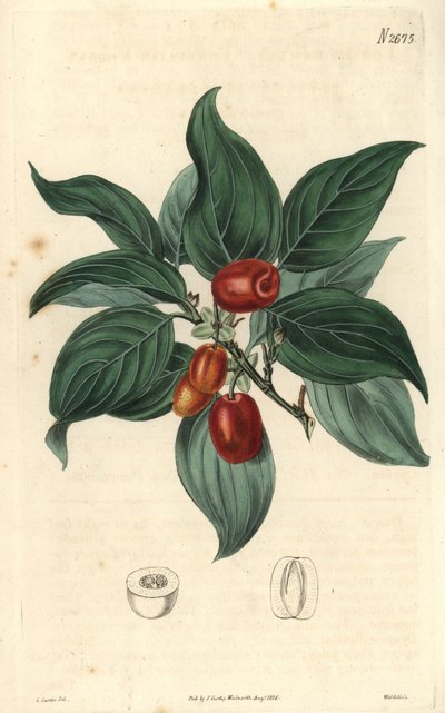 Männlicher Hartriegel, Zweig mit Früchten. Illustration von C. Curtis, Gravur von Weddell. Radierung im Curtis Botanical Magazine, von Samuel Curtis von Unbekannter Künstler