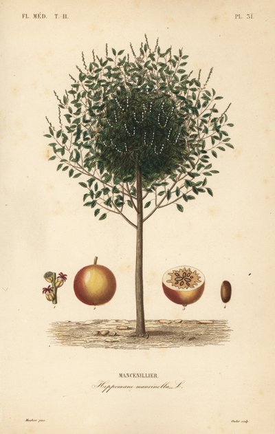Manchineelbaum, Hippomane mancinella, Mancenillier von Unbekannt