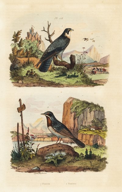 Merlin, Falco columbarius, und Moltonis Grasmücke, Sylvia subalpina von Unbekannt