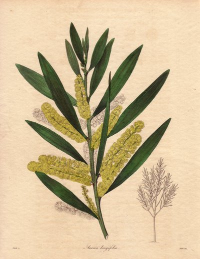 Mimosenraupe (Acacia longifolia). Illustration von R. Mills in The Botanist, Serie von Benjamin Maund von Unbekannter Künstler