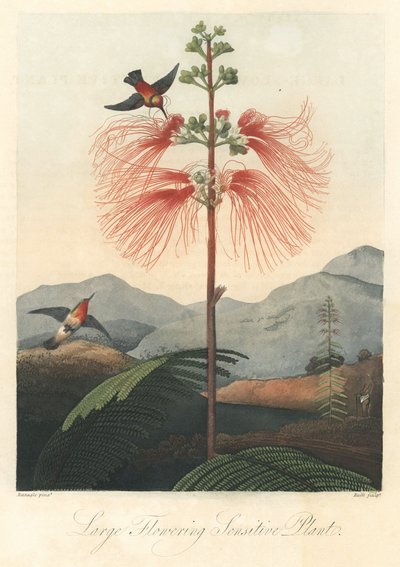 Mimose mit Kolibris. Radierung, aus The Temple of Flora, von Dr. Robert Thornton (1768-1837). von Unbekannter Künstler