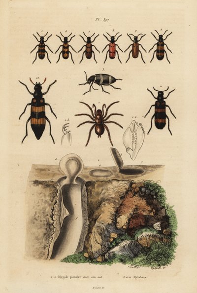 Mygalomorphe Falltürspinne und ihr Nest, und Käfer, Mylabris-Arten von Unbekannt