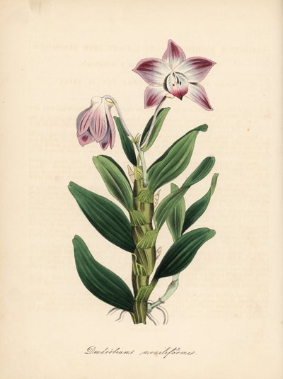 Halskettenstängel-Dendrobium oder Sekikoku-Orchidee, Dendrobium moniliforme. Handkolorierter Zinkograph von C. Chabot, gezeichnet von Miss M. A. Burnett aus ihrem Werk 