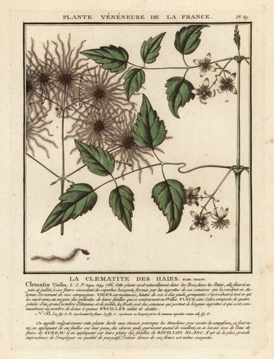 Gewöhnliche Waldrebe, Clematis vitalba von Unbekannter Künstler