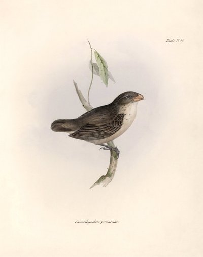 Ornithologie: „Camarhynchus psittaculus oder Geospize psittacin“ Beschreibung eines Sperlings von Charles Darwin (1809-1882) beobachtet während seiner Expedition an Bord der Beagle. Tafel aus „The zoology of the voyage of H.M.S. Beagle. Flight. III, Birds“ von Unbekannter Künstler