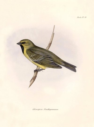 Ornithologie: Chlorospiza xanthogramma, Beschreibung eines Sperlings von Charles Darwin (1809-1882) während seiner Expedition an Bord der Beagle. Tafel aus Die Zoologie der Reise der H.M.S. Beagle. Flug. III, Vögel beschrieben von John Gould von Unbekannter Künstler