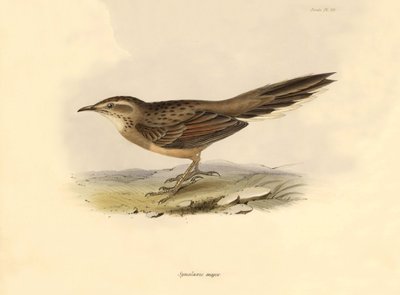 Ornithologie: „Synallaxis major“ beschrieben von Charles Darwin während seiner Expedition an Bord der Beagle. Tafel aus „The zoology of the voyage of H.M.S. Beagle. Flight. III, Birds described by John Gould, with notice of their habits by Charles Darwin von Unbekannter Künstler