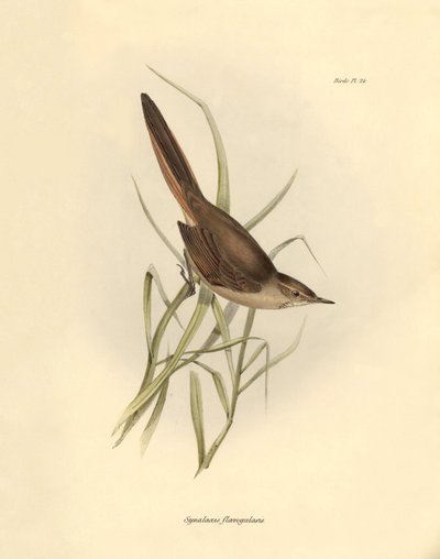 Ornithologie: „Synallaxis rufogularis“ beschrieben von Charles Darwin während seiner Expedition an Bord der Beagle. Tafel aus „The zoology of the voyage of H.M.S. Beagle. Flight. III, Birds described by John Gould, with notice of their habits by Charles Da von Unbekannter Künstler