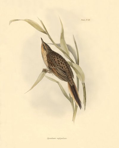 Ornithologie: „Synallaxis rufogularis“ beschrieben von Charles Darwin während seiner Expedition an Bord der Beagle. Tafel aus „The zoology of the voyage of H.M.S. Beagle. Flight. III, Birds described by John Gould, with notice of their habits by Charles Da von Unbekannter Künstler