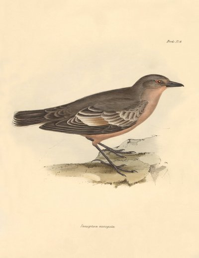 Ornithologie: Die „Taenioptera variegata“ beschrieben von Charles Darwin während seiner Erkundungsreise an Bord der Beagle. Tafel aus „The Zoology of the voyage of H.M.S. Beagle under the command of Captain Fitzroy during the years 1832 to 1836“ bearbeitet von Unbekannter Künstler