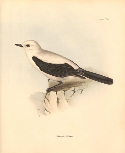 Ornithologie: Die „Fluvicola azarea“ oder Fliegenschnäpper beschrieben von Charles Darwin während seiner Erkundungsreise an Bord der Beagle. Tafel aus „The Zoology of the voyage of H.M.S. Beagle under the command of Captain Fitzroy during the years 1832 to von Unbekannter Künstler