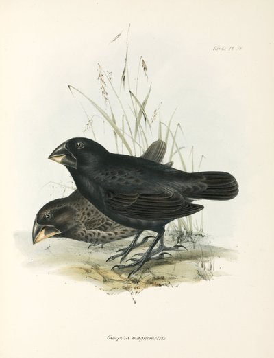 Paar Große Bodenfinken, Galapagos-Inseln, ca. 1832-1836 von Unbekannt