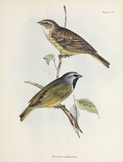 Paar Spatzen oder Finken, ca. 1832-1836 von Unbekannt