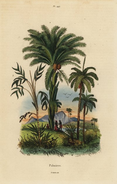 Palmen: Dattelpalme, Phoenix dactylifera 1, Attalea-Art 2 und Geonoma-Art 3 von Unbekannt