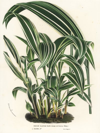 Palmgras, Setaria palmifolia (Panicum plicatum foliis level-vittatis). Handkolorierte Lithographie aus Louis van Houtte und Charles Lemaire