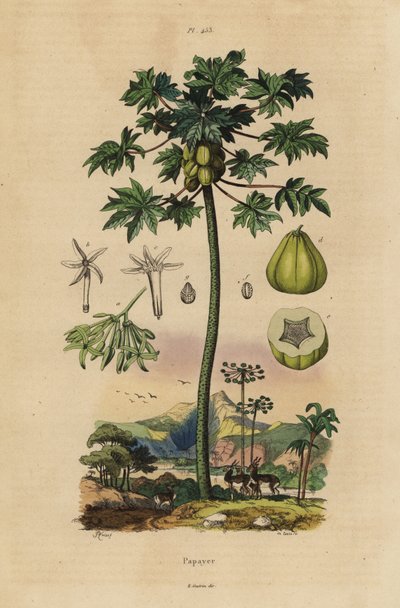 Papaya- oder Melonenbaum mit Früchten und Querschnitt der Frucht von Unbekannt