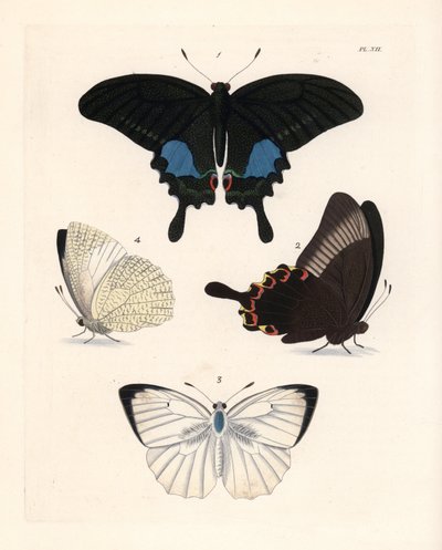 Pariser Pfauenfalter, Papilio paris 1,2, und gesprenkelter Emigrant, Catopsilia pyranthe? 3.4. Handkolorierte Lithographie aus John O. Westwood