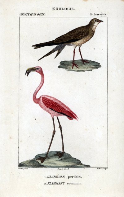 Rebhuhn und rosa Flamingos von Unbekannter Künstler