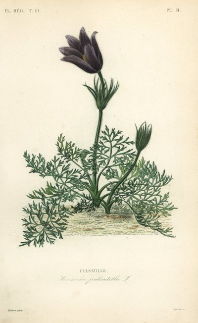 Küchenschelle oder Daneblut, Anemone pulsatilla, Pulsatille von Unbekannt