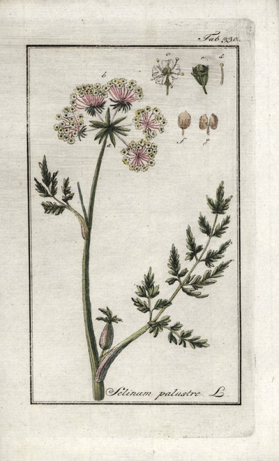 Sumpf-Peucedan oder Sumpf-Petersilie (Selinum marsh). Lithographie aus „Afbeelding der Artseny-Gewassen“ von Johannes Zorn (1739-1799), Niederlande von Unbekannter Künstler