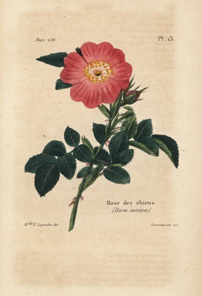 Rosa Hund, Hundsrose, Rosa Canina. Handkolorierte Lithographie von Lecouturier nach einer botanischen Illustration von Miss F. Legendre aus Pierre Boitard