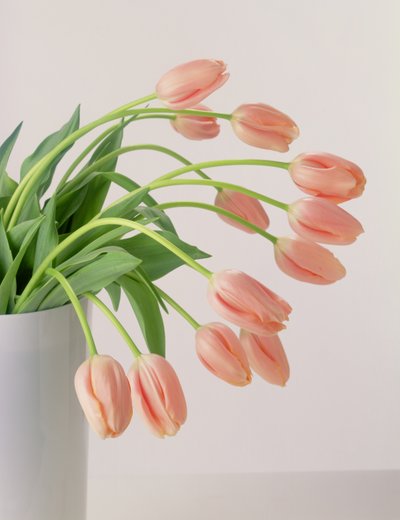 Rosa Tulpen von Unbekannter Künstler