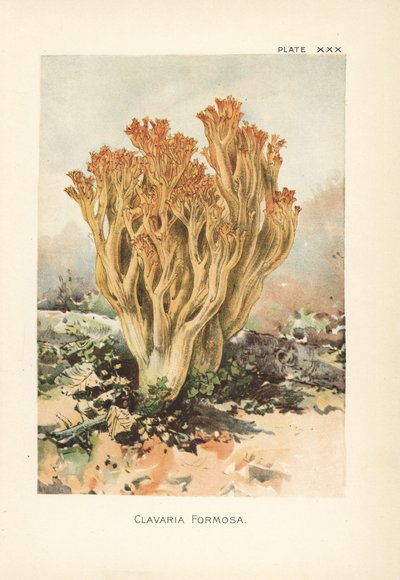 Rosa Korallenpilz oder schöne Clavaria, Ramaria formosa (Clavaria formosa). Chromolithographie nach einer botanischen Illustration von William Hamilton Gibson aus seinem Buch Our Edible Toadstools and Mushrooms. von Unbekannter Künstler