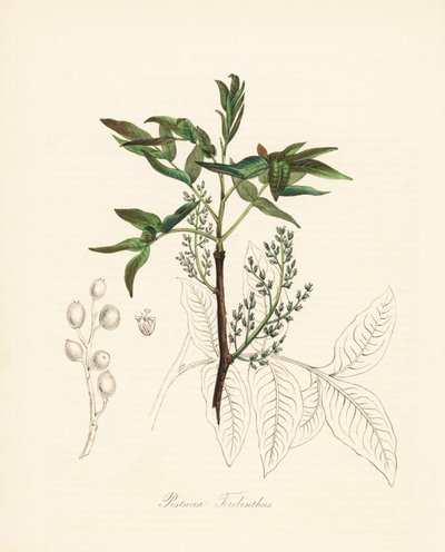 Pistazien-Terebinth - Terebinthenbaum oder Chian-Terpentinbaum, Pistacia terebinthus. Handkolorierte Zinkographie von C. Chabot, gezeichnet von Miss M. A. Burnett aus ihrem Plantae Utiliores: or Illustrations of Useful Plants, Whittaker, London von Unbekannter Künstler