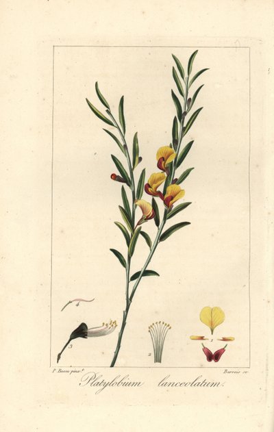 Platylobium lanceolatum, heimisch in Australien. Handkolorierter Punktstich auf Kupfer von Barrois nach einer botanischen Illustration von Pancrace Bessa aus Mordant de Launays Herbier General de l