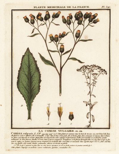 Alant, Inula conyza von Unbekannter Künstler