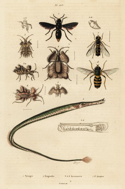 Töpferwespe, Seenadel, Goldene Eierwanze und Schwebfliege, 1834-1839 von Unbekannter Künstler