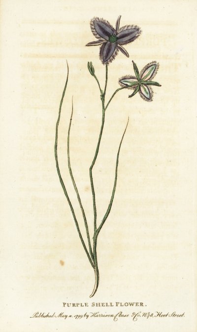 Purpurne Schalenblume aus New South Wales, Australien. Handkolorierter Kupferstich aus 