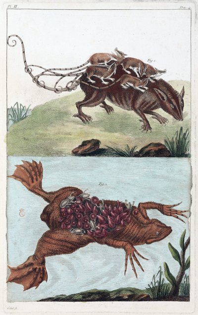 Ratte und Kröte, die ihre Brut auf dem Rücken tragen von Unbekannt