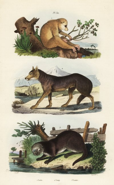 Roter Schlanklori, Loris tardigradus gefährdet 1, Wolf, Canis lupus 2 und Eurasischer Fischotter, Lutra lutra 3 von Unbekannt